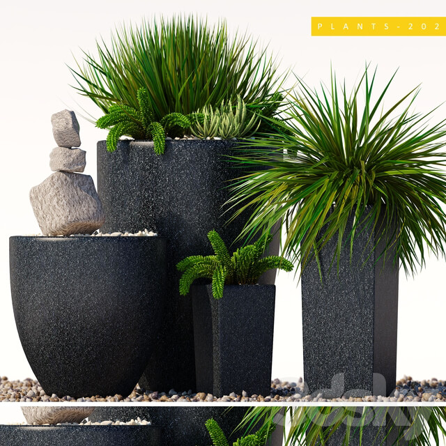 plants 202 3D Models