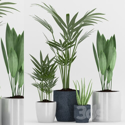 Plant 75 3D Models 