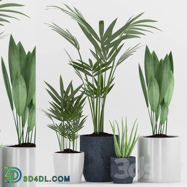 Plant 75 3D Models