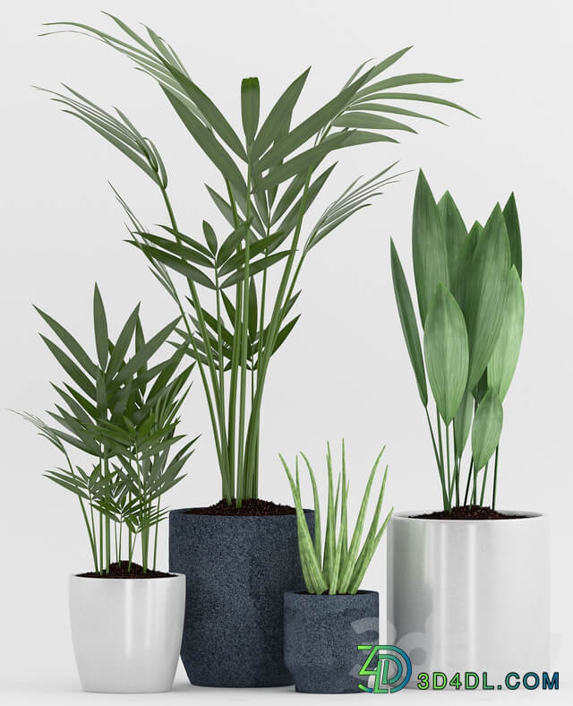 Plant 75 3D Models
