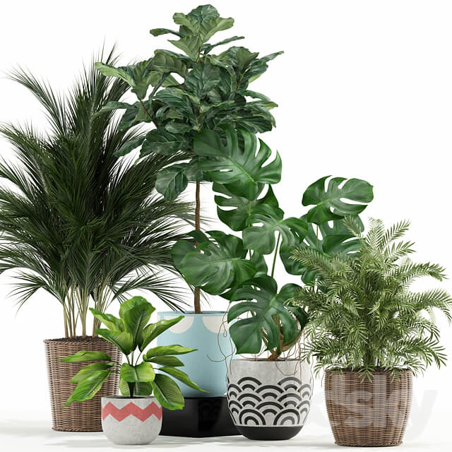 Plants collection 115
