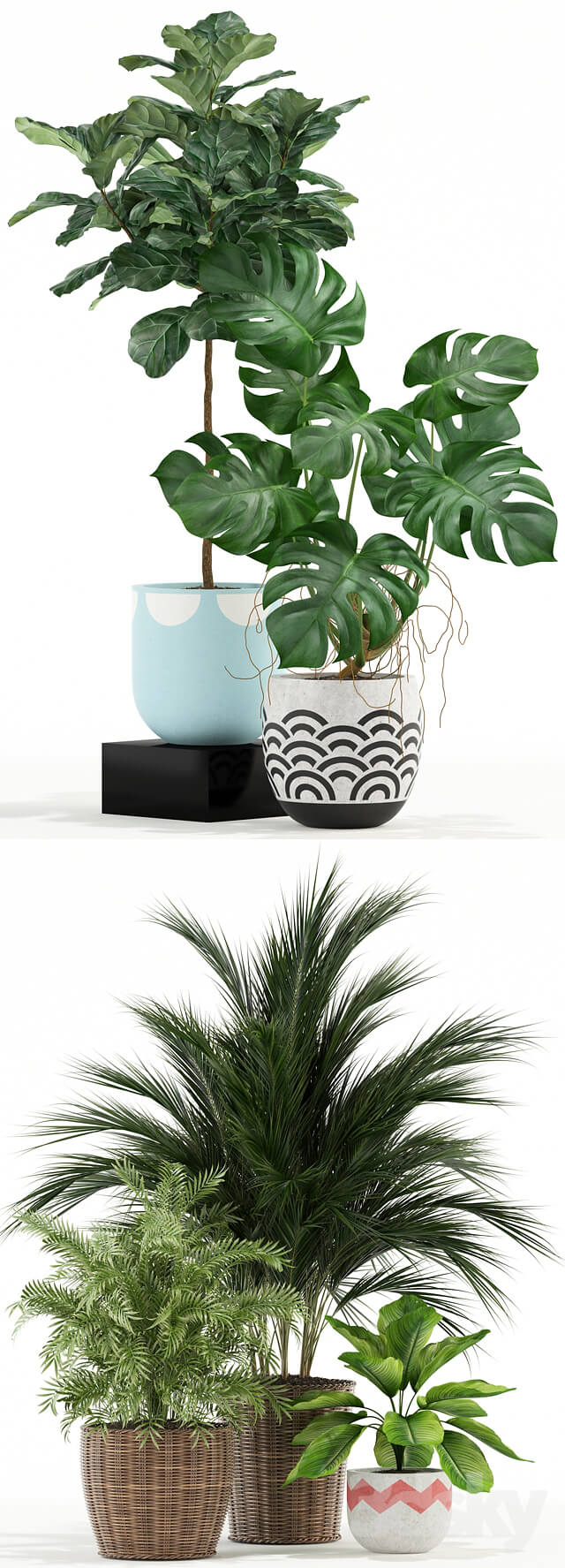 Plants collection 115