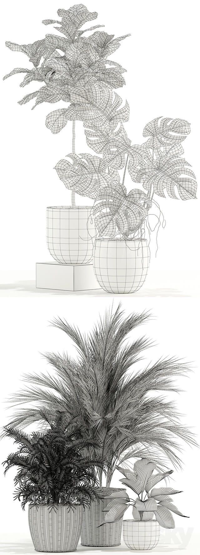 Plants collection 115