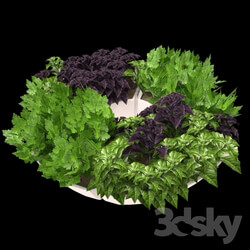 Decor with herbs 
