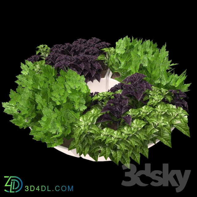 Decor with herbs