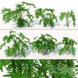 Philodendron 