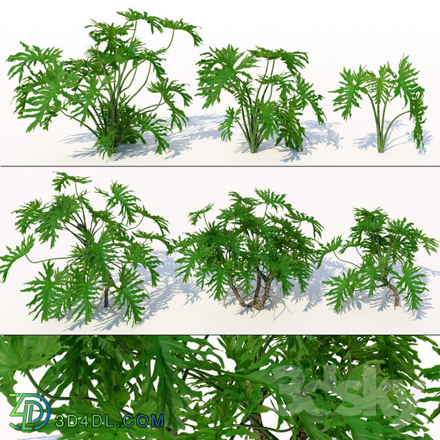 Philodendron