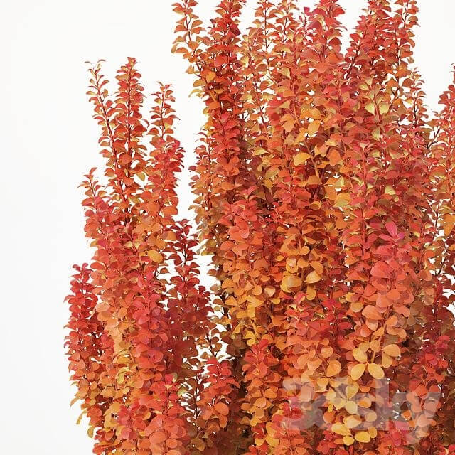 Berberis thunbergii 5 powwow