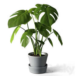 monstera 3D Models 