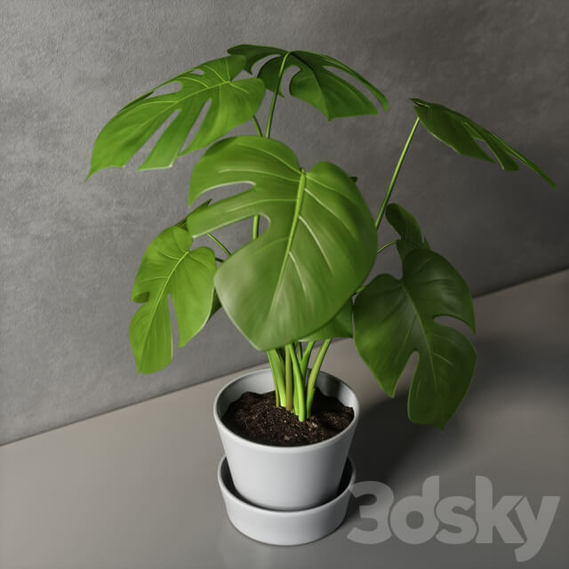 monstera 3D Models