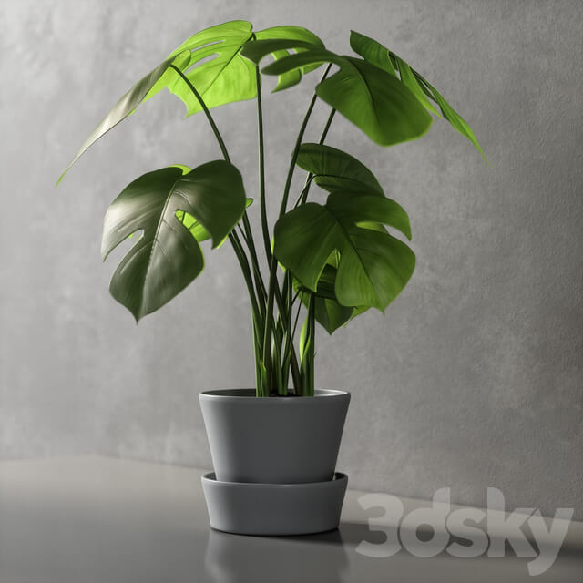 monstera 3D Models