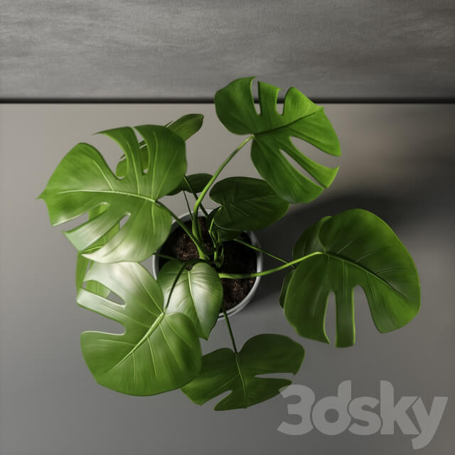 monstera 3D Models