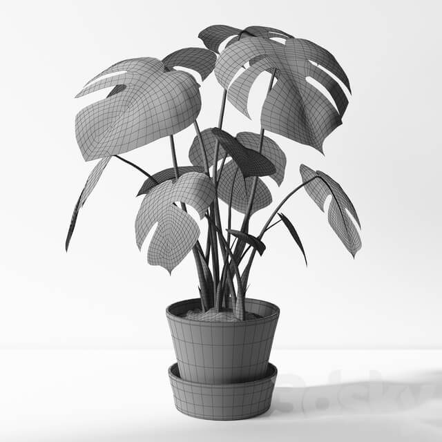 monstera 3D Models