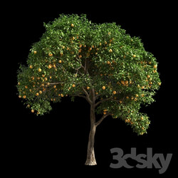 Orange Tree 1 