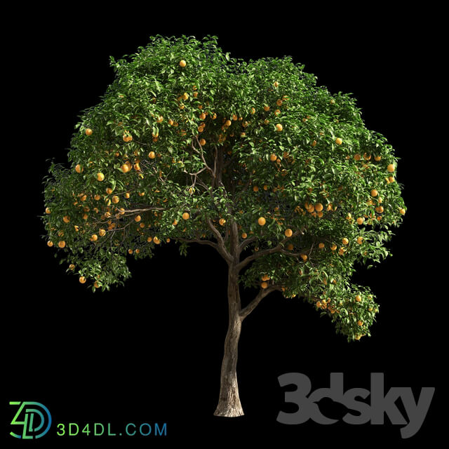 Orange Tree 1