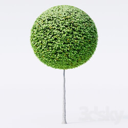 Geometric topiary trees 