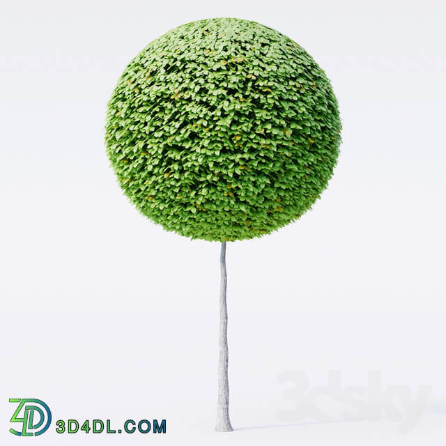 Geometric topiary trees