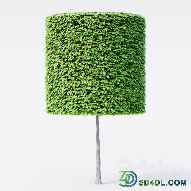 Geometric topiary trees