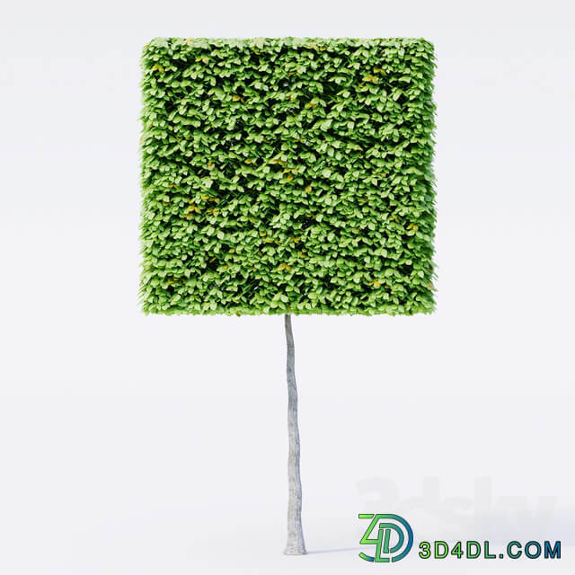Geometric topiary trees