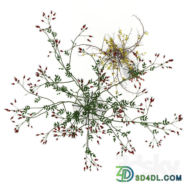 Twigs in Echasse Vases