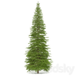 Spruce 3D Models 