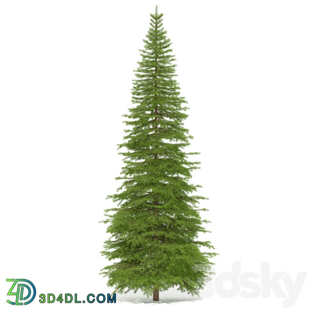 Spruce 3D Models