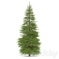 Spruce 3D Models 