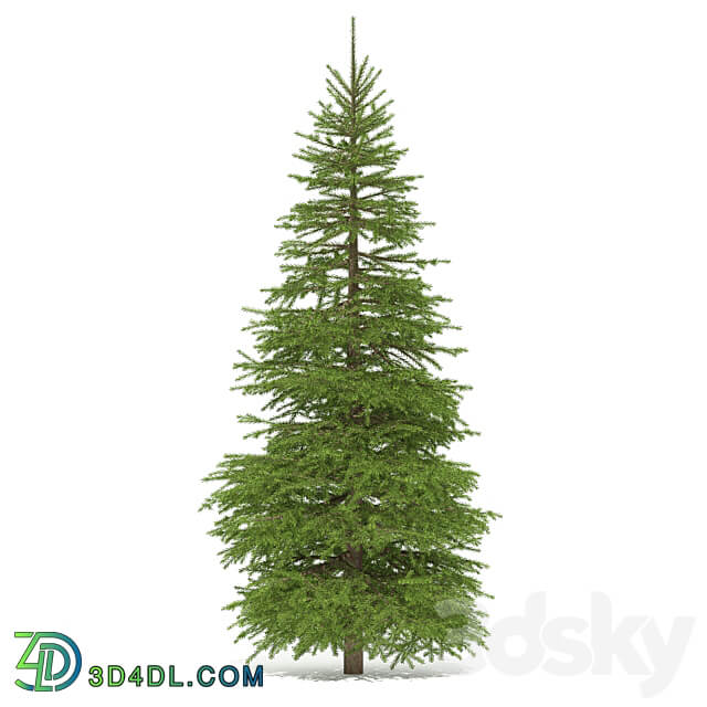 Spruce 3D Models