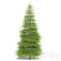 Spruce 3D Models 