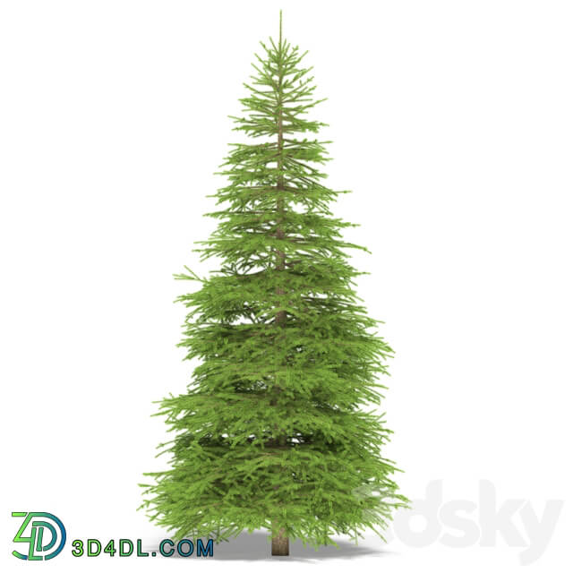 Spruce 3D Models