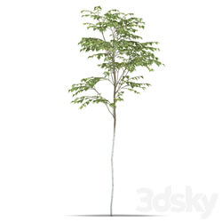 Birch 3D Models 