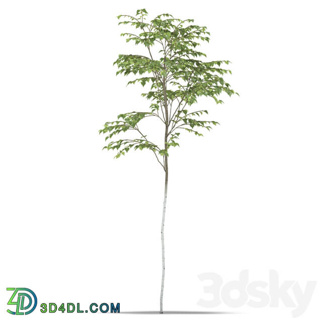 Birch 3D Models