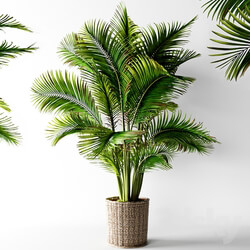 Palm areca 