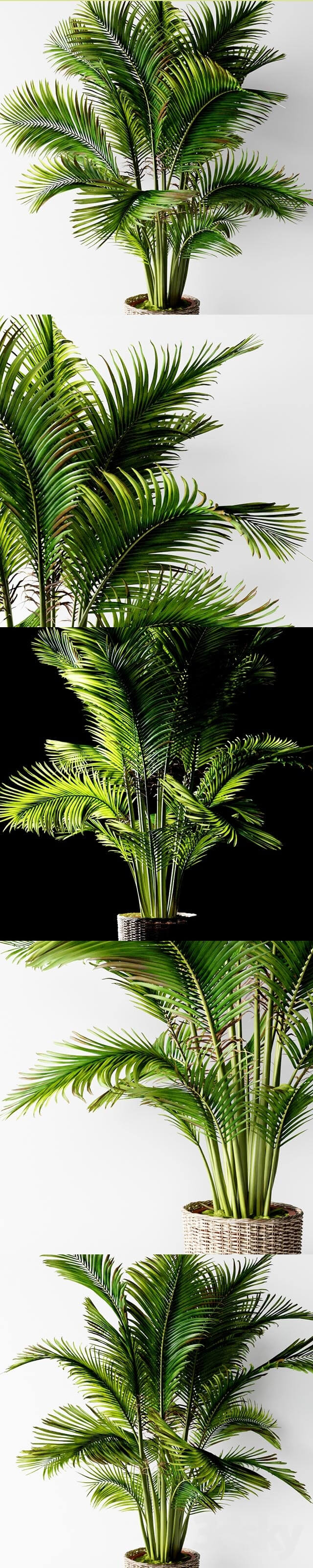 Palm areca