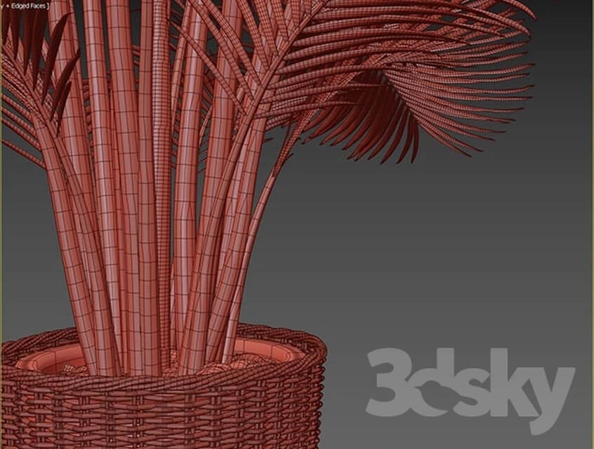 Palm areca