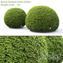 Buxus 3D Models 