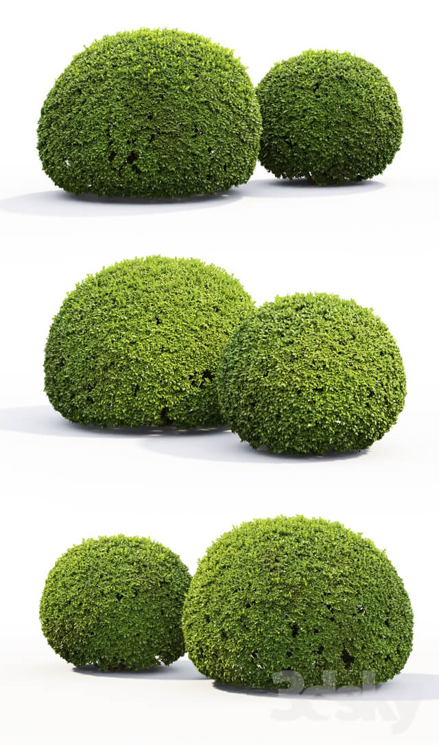 Buxus 3D Models
