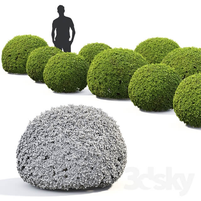 Buxus 3D Models