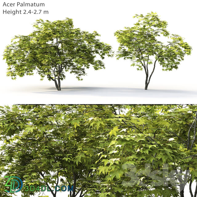 Acer 3D Models