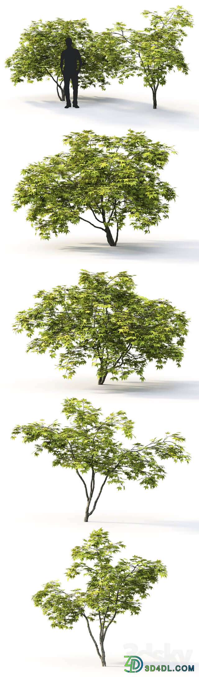 Acer 3D Models