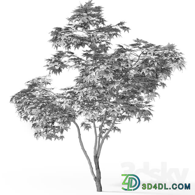 Acer 3D Models