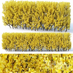 Forsythia 3 hedge H120 cm 