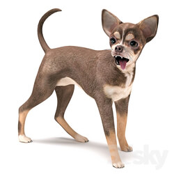 Brown Chihuahua 