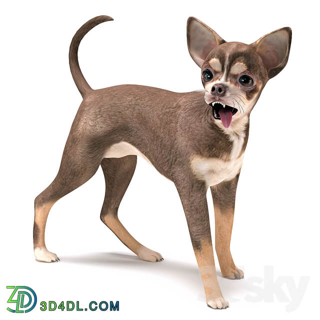 Brown Chihuahua