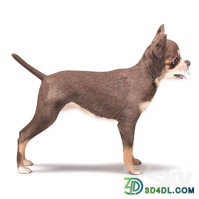 Brown Chihuahua