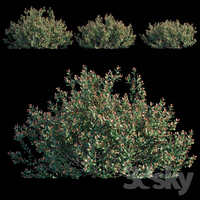 Ilex Crenata