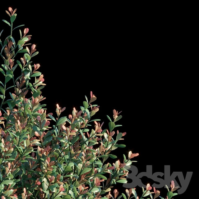 Ilex Crenata