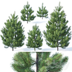 Pinus sylvestris 1 1 3m 
