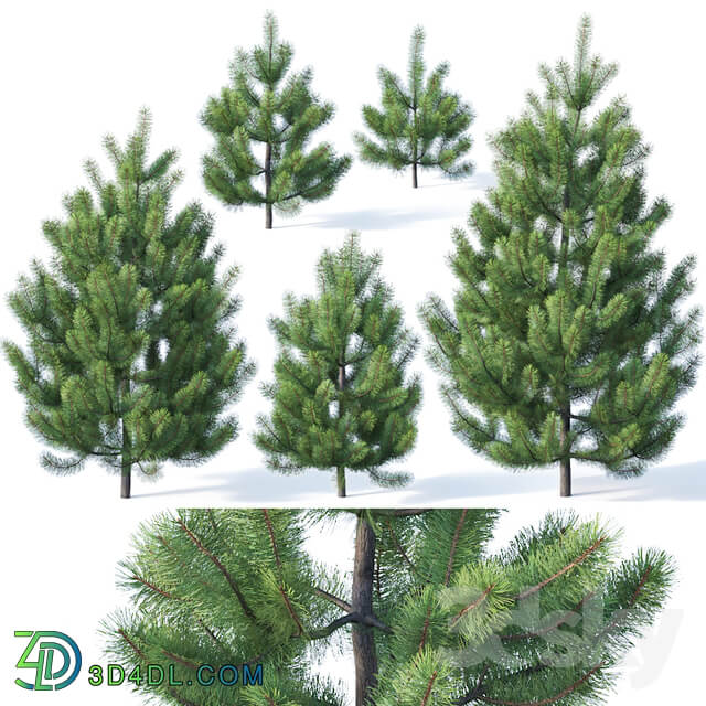 Pinus sylvestris 1 1 3m