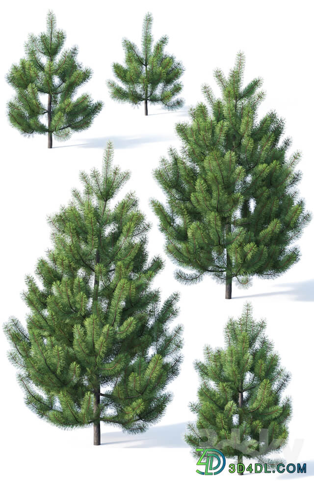 Pinus sylvestris 1 1 3m